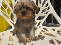 Egzotik Yorkshire terrier