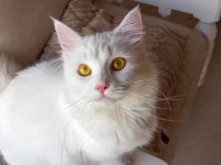 Safkan Angora kızımız yeni yuvasını arıyor