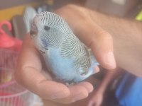 Jumbo muhabbet kuşu yavrular