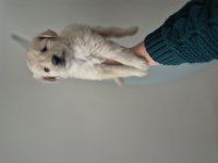 Maltipoo yavrum 55 günlük köpeğimiz
