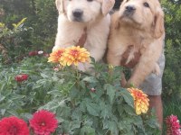 Golden Retriever yavruları