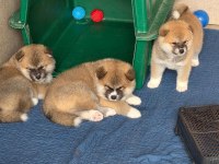 Japon Akita inu yavrular