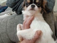 Erkek yavru chihuahua