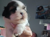 Shih Tzu Yavrumuz