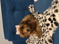 Dişi toy poodle bebişler