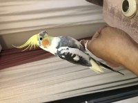 Full evcil konuşan sultan papağanı