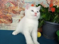 Erkek yavru british shorthair