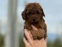 Mocha Tadında Toy Poodle Bebeklerim