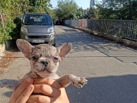 Anne altından eşsiz sağlıklı french bulldoglar