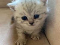 Yavru british shorthair kedim sahiplendirilecek