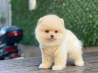 Pomeranian Boo