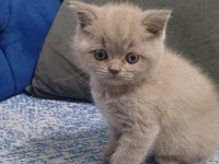 Tatlımı Tatlı Top Kafa British Yavrularımız