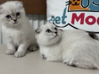 Show Kalite Scottish Fold Yavrularımızı Canlı Görün