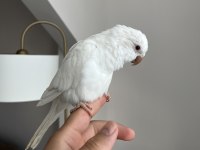 ALBİNO KIRMIZI GÖZ MONK BEBEK