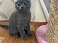 Scottish Fold Yavrular