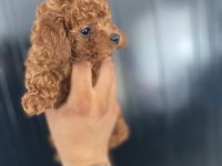 Kore poodle bebekler hazır