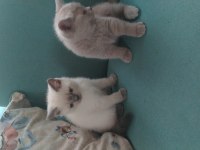 Sahiplendirme british shorthair
