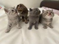 4 YAVRU KEDİMİZ MEVCUT