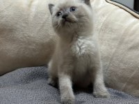 Blue Point Ve Gri British Shorthair