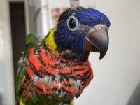 GÖKKUŞAĞI LORİ PAPAĞANI EL BESLEME BEBEK