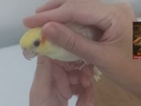 Full Ele Alışık Isırmaz Lutino Dişi Sultan Papağanı