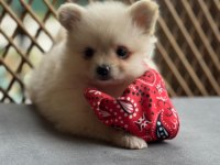 Pomeranian Boo Yavrumuz