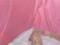 POODLE KALİTESİNDE CAVAPOO YAVRULARIMIZ