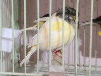 GLOSTER KANARYALAR