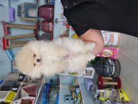 Ukranya Girişli üst kalite pomeryan bo bebek