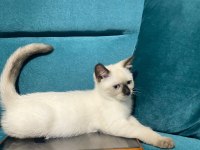 British shorthair yavrular