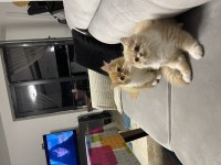 Yakışıklı chinchilla kardeşler ailelerini arıyor
