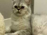 1 Yaşında Exotic British Longhair oğlumuz