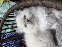 British Longhair Güzelliklerimiz