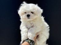 Tea cup kore kan maltese petmode de canlı görün