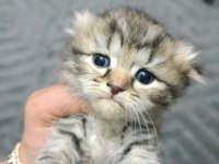 Scottish fold yavrularım