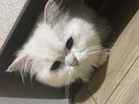 Kedileri için üretici aranıyor