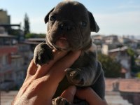 Egzotik Fransız Bulldog Yavrularımız