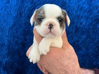 DİŞİ ERKEK FRANSIZ BULLDOG BEBEKLER