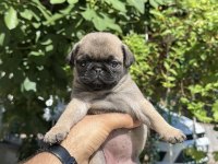 Oyuncu Pug Yavrular