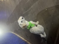 Yedi aylık bütün aşıları tam maltipoo