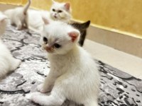 Chinchilla 1 buçuk aylık bebekler