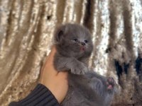 Yavrularımız yeni ailelerini arıyor british longhair