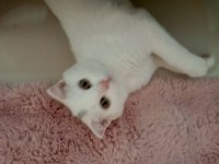 Beyaz Scottish Fold