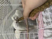Albino Çift Üretime Hazır Sultan Papağanı