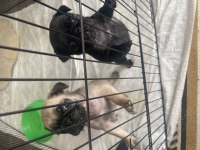 Pug yavrular