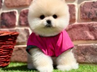 Safkan pomeranian yavrular