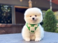POMERANIAN BEBEĞİ