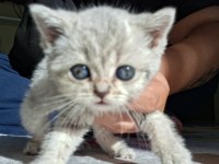 1.5 aylık saf british shorthair yavrumuz