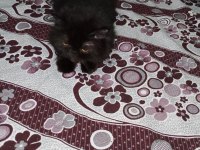Üç yaşında sağlıklı dişi İran kedisi