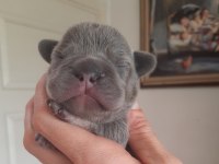 FLUFFY VE İSABELLA TAŞIYICI EXOTİC FRENCH BULLDOG YAVRULAR